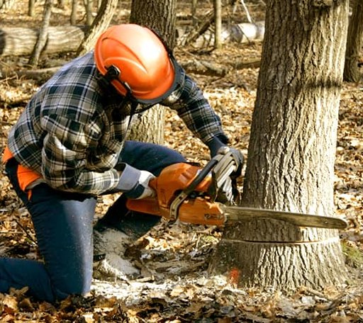 Tree Removal in Mona, UT